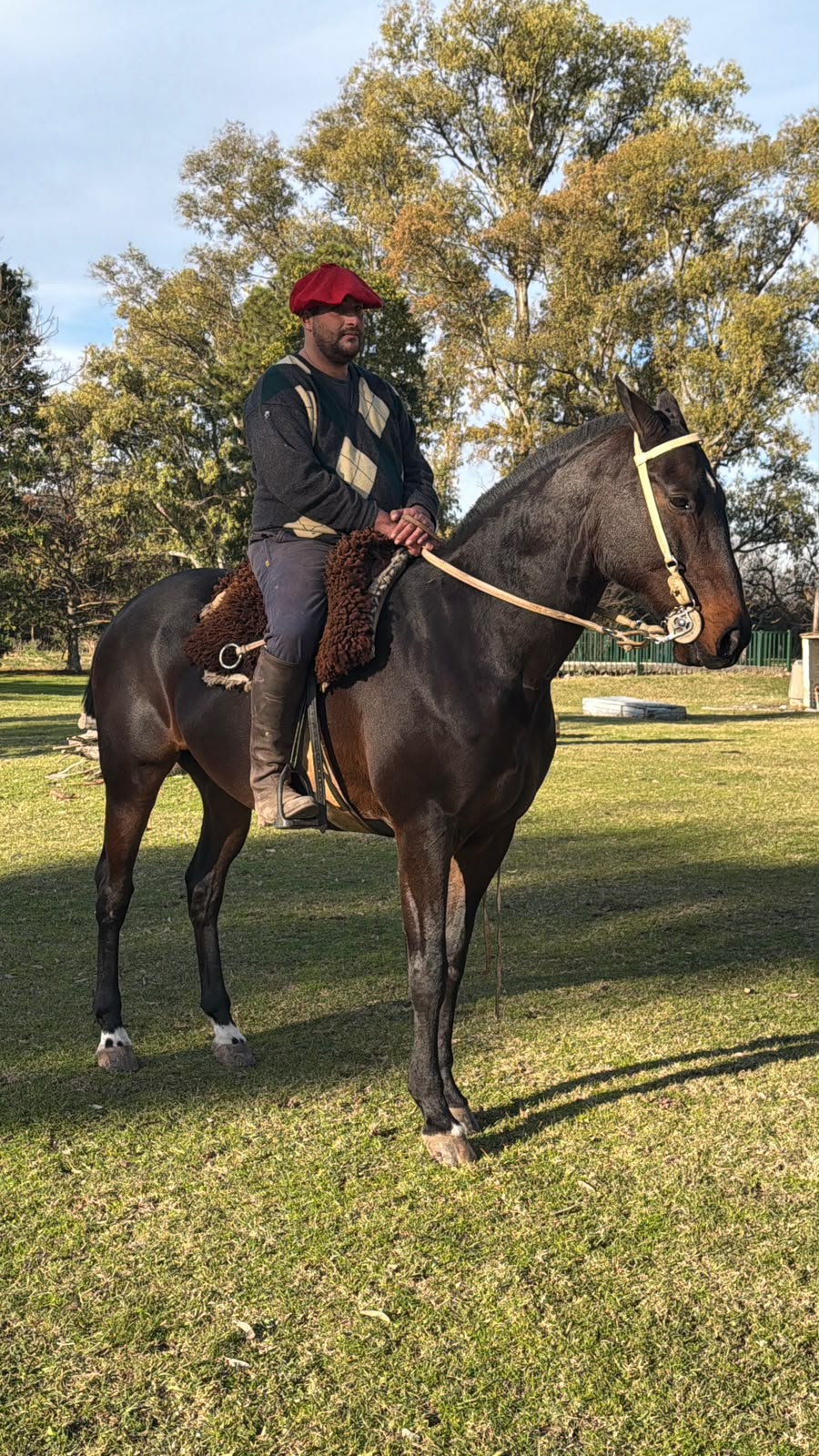 Campanero, caballo zaino oscuro montado