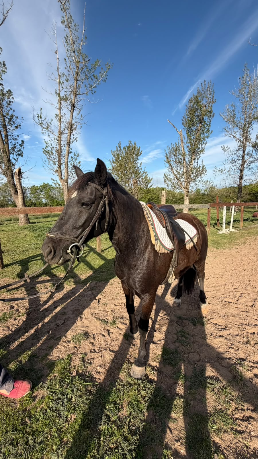 La Morocha ensillada en el haras