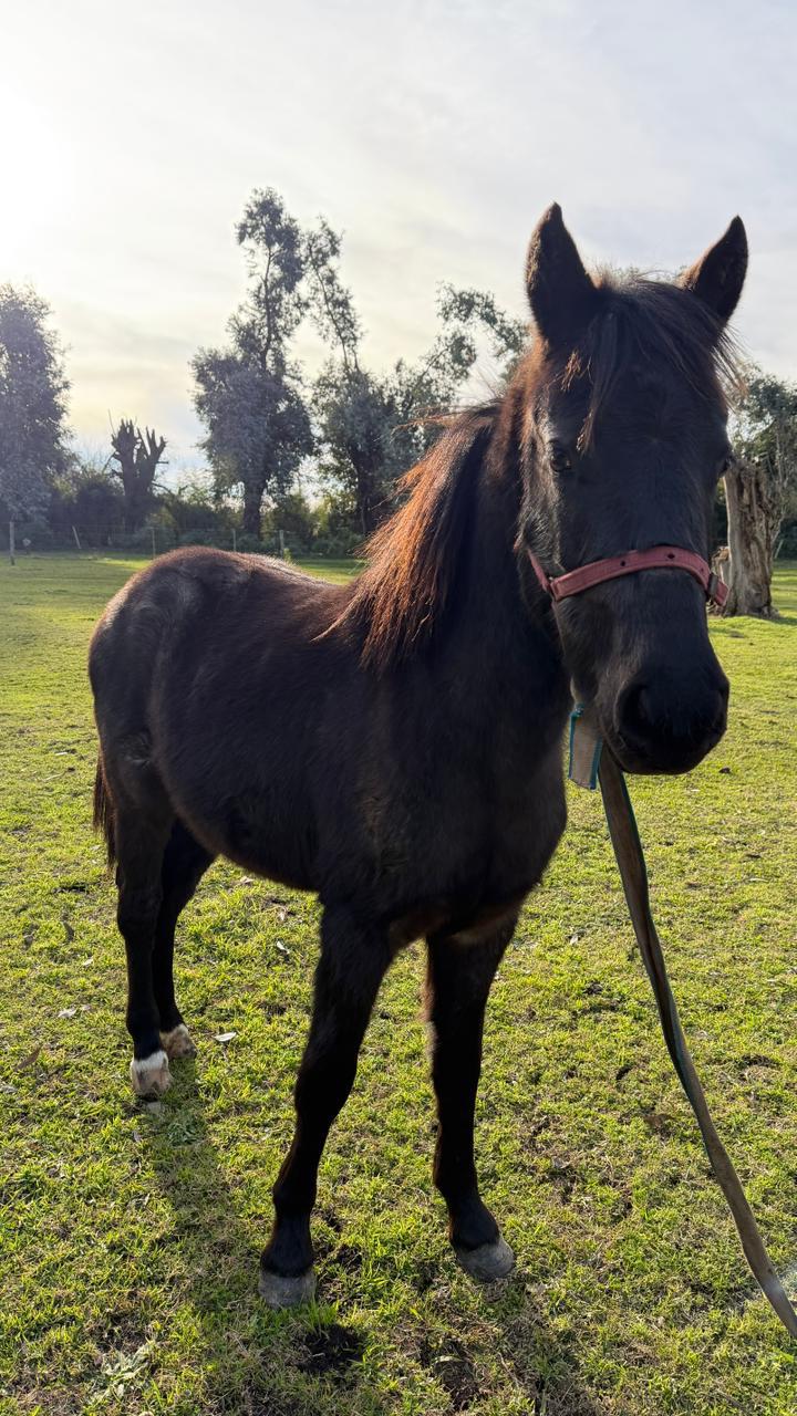 Petiso 1 en el campo