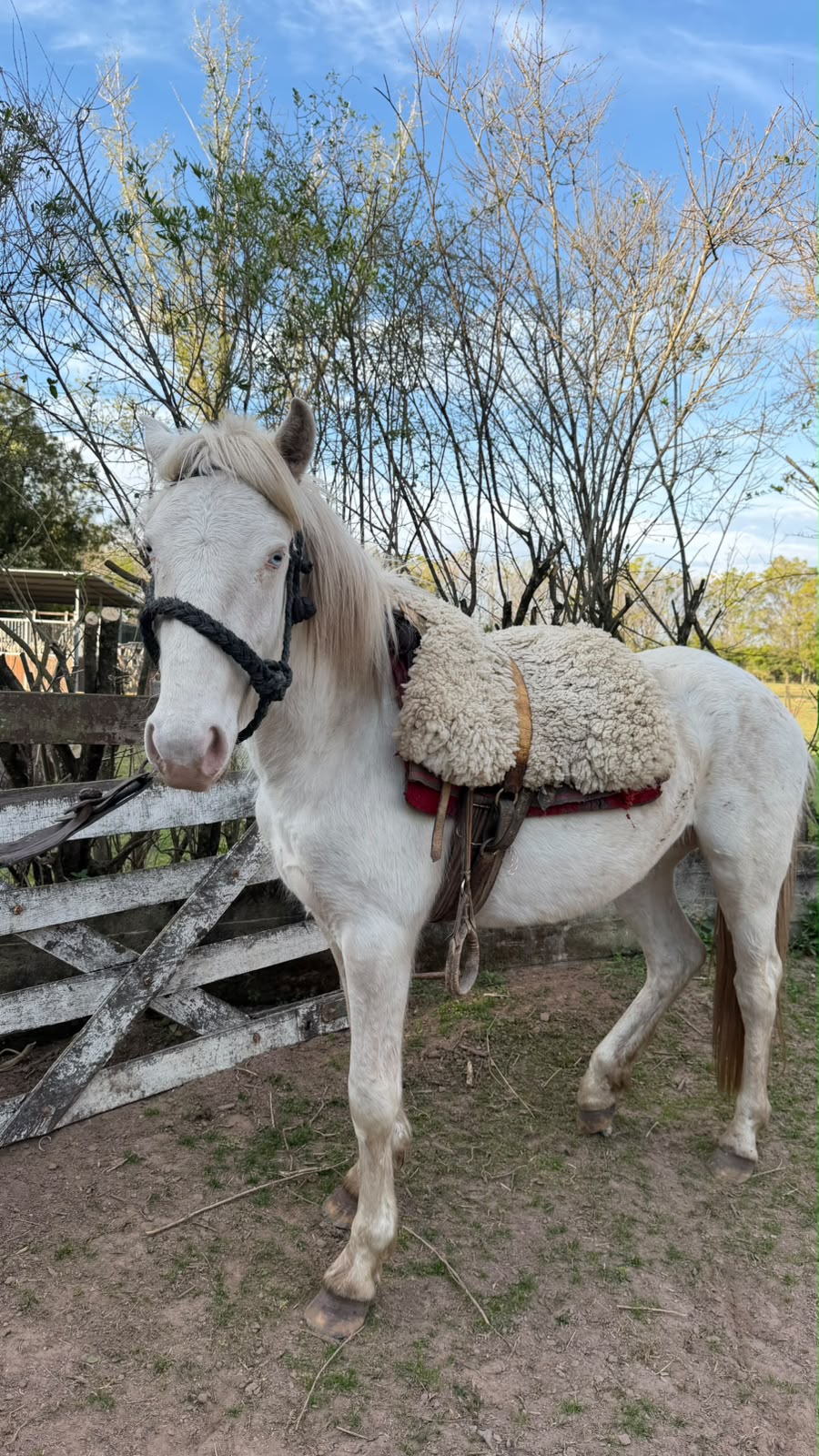 Princesa, potranca blanca ensillada