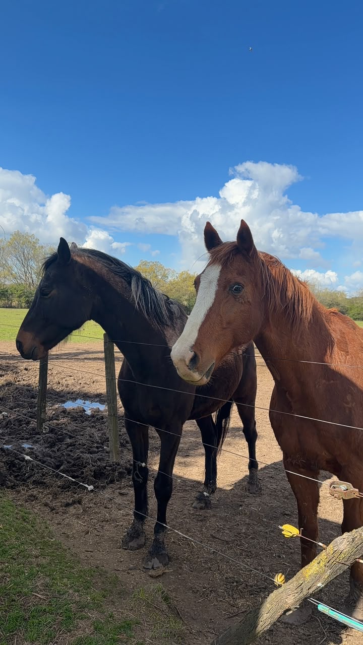 Caballos alojados al aire libre en el haras